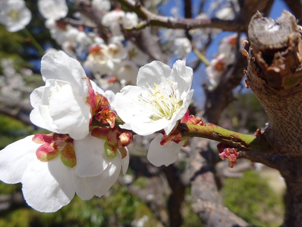 開花した桜の写真