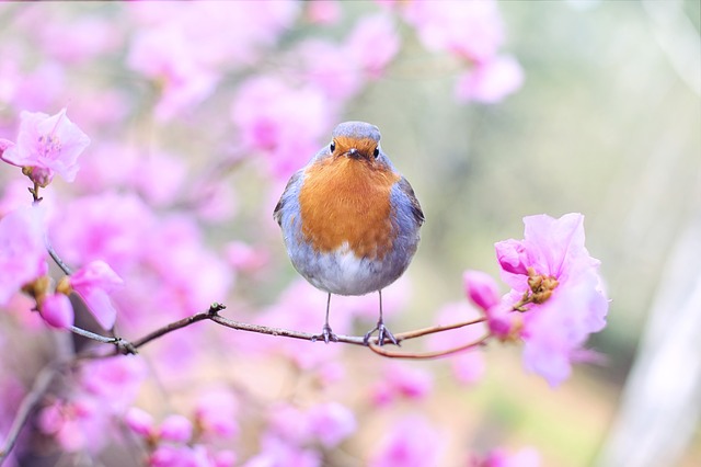 花の咲いた木の枝に止まっている小鳥の写真