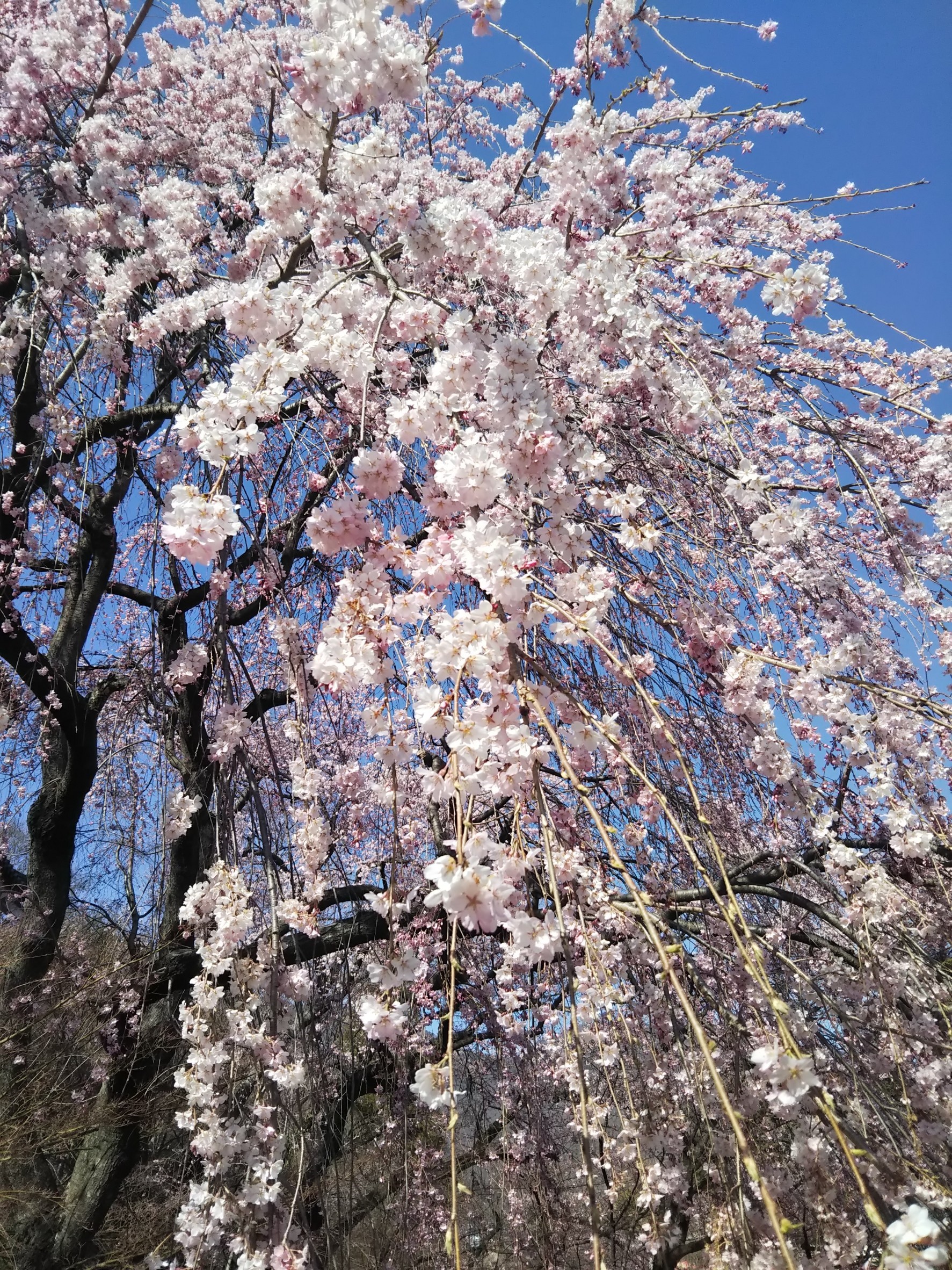 桜が咲き始めました。
