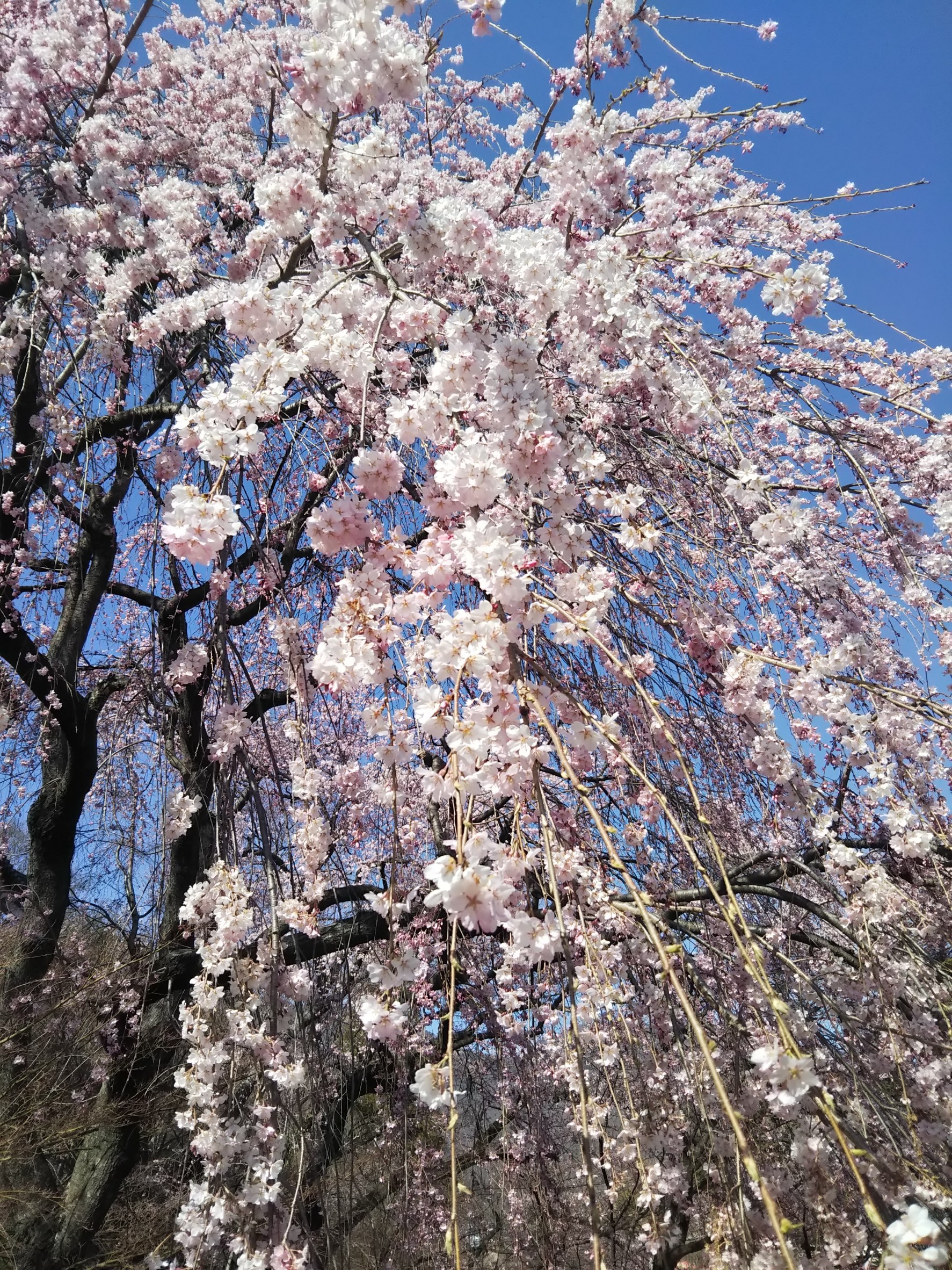 満開の枝垂れ桜の写真