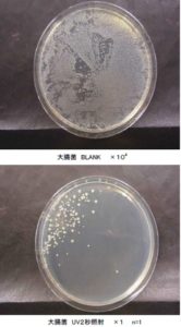 大腸菌の殺菌試験結果