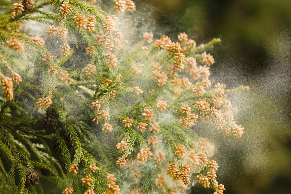 大量の花粉を飛ばす杉の写真