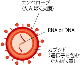 4.細菌の死滅