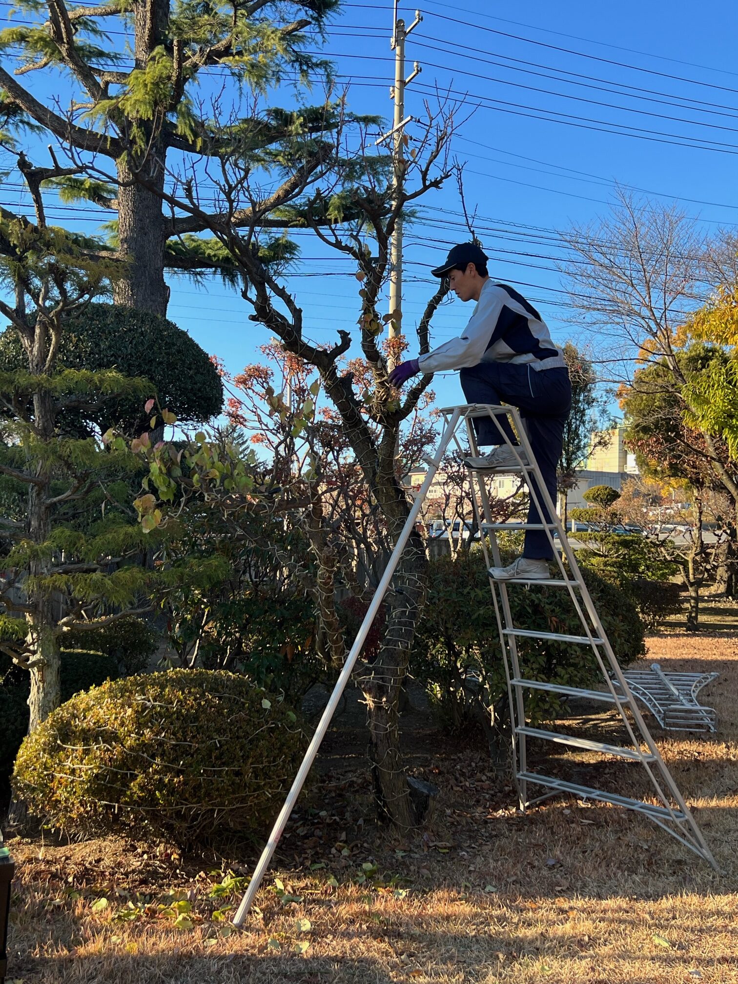 イルミネーションの点灯に向け準備中